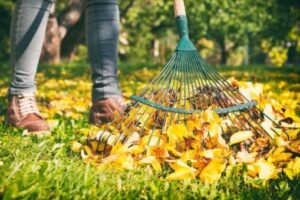 Read more about the article Why Fall Cleanup Services in Clarence, NY Are Essential for a Healthy Lawn