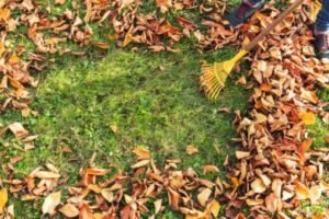 Read more about the article Leaf Removal, Mulching, and More: A Complete Guide to Fall Yard Clean Up