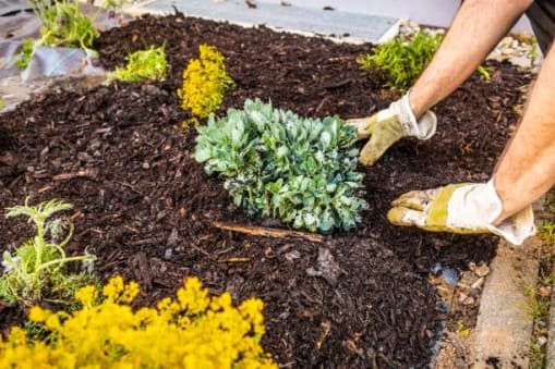 Read more about the article The Best Time to Mulch & Why It’s a Game Changer for Your Yard