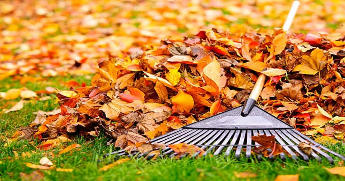 Fall Clean-up Services