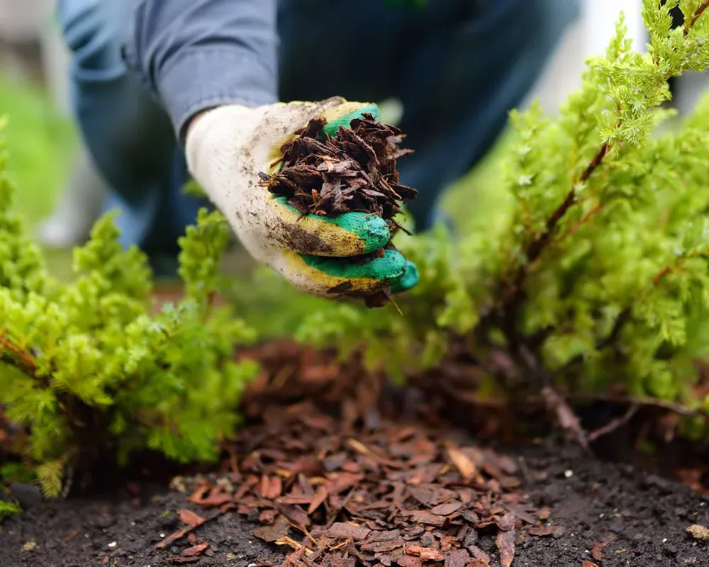 gardener manually applying organic wood bark mulch in clarence ny