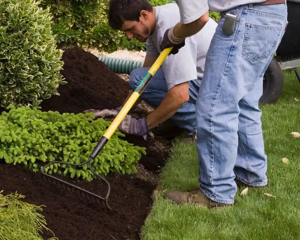 andscape professionals installing organic dark brown hardwood mulch in clarence center ny